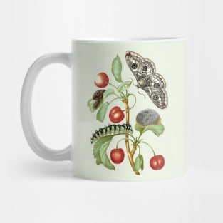 Metamorphosis of the Peacock Eye moth Mug